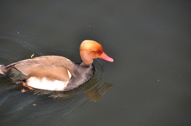red-crested pochard, pochards-01.jpg - RED-CRESTED POCHARD - REGENTS PARK - APRIL 2010 - (MORE - SEE SPECIAL BIRDS CATEGORY)